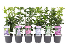 Syren ‘Syringa vulgaris’ 15 cm potte